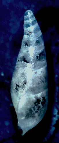 Eulimidae da identificare